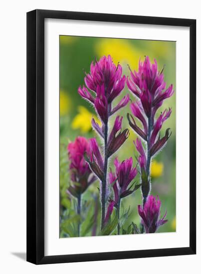 Lavender Paintbrush-Ken Archer-Framed Photographic Print