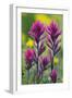 Lavender Paintbrush-Ken Archer-Framed Photographic Print