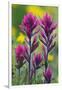 Lavender Paintbrush-Ken Archer-Framed Premium Photographic Print