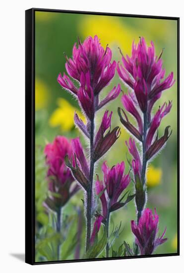 Lavender Paintbrush-Ken Archer-Framed Stretched Canvas