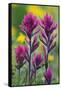 Lavender Paintbrush-Ken Archer-Framed Stretched Canvas