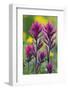 Lavender Paintbrush-Ken Archer-Framed Photographic Print