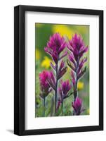 Lavender Paintbrush-Ken Archer-Framed Premium Photographic Print