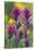 Lavender Paintbrush-Ken Archer-Stretched Canvas