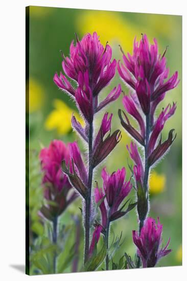 Lavender Paintbrush-Ken Archer-Stretched Canvas