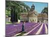 Lavender Picker, Abbaye Senanque, Provence-Trevor Neal-Mounted Giclee Print