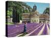 Lavender Picker, Abbaye Senanque, Provence-Trevor Neal-Stretched Canvas