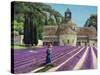 Lavender Picker, Abbaye Senanque, Provence-Trevor Neal-Stretched Canvas