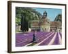 Lavender Picker, Abbaye Senanque, Provence-Trevor Neal-Framed Giclee Print