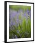 Lavender Plants, Washington, USA-Brent Bergherm-Framed Photographic Print