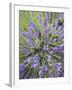 Lavender Plants, Washington, USA-Brent Bergherm-Framed Photographic Print