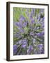 Lavender Plants, Washington, USA-Brent Bergherm-Framed Photographic Print