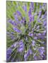 Lavender Plants, Washington, USA-Brent Bergherm-Mounted Photographic Print