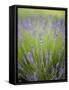 Lavender Plants, Washington, USA-Brent Bergherm-Framed Stretched Canvas