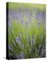 Lavender Plants, Washington, USA-Brent Bergherm-Stretched Canvas