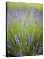 Lavender Plants, Washington, USA-Brent Bergherm-Stretched Canvas