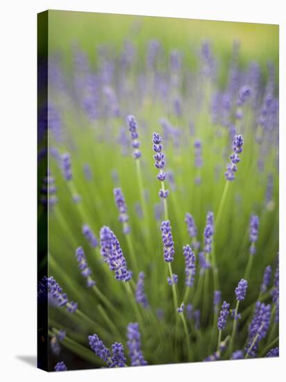 Lavender Plants, Washington, USA-Brent Bergherm-Stretched Canvas