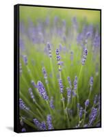 Lavender Plants, Washington, USA-Brent Bergherm-Framed Stretched Canvas