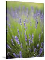 Lavender Plants, Washington, USA-Brent Bergherm-Stretched Canvas