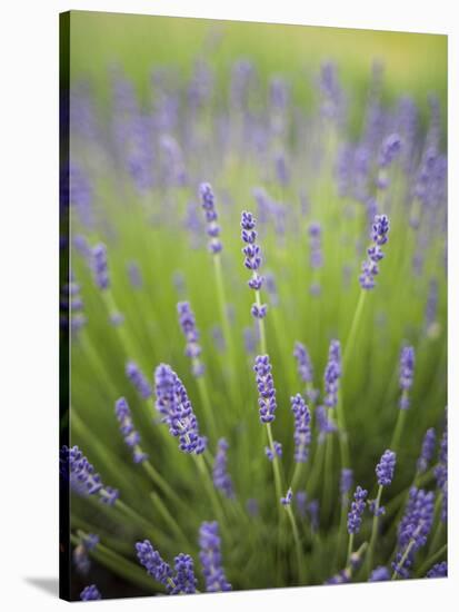 Lavender Plants, Washington, USA-Brent Bergherm-Stretched Canvas