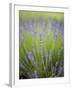 Lavender Plants, Washington, USA-Brent Bergherm-Framed Premium Photographic Print