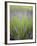 Lavender Plants, Washington, USA-Brent Bergherm-Framed Premium Photographic Print