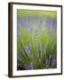 Lavender Plants, Washington, USA-Brent Bergherm-Framed Premium Photographic Print