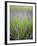 Lavender Plants, Washington, USA-Brent Bergherm-Framed Premium Photographic Print