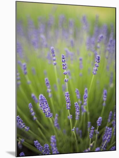 Lavender Plants, Washington, USA-Brent Bergherm-Mounted Premium Photographic Print