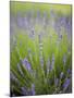 Lavender Plants, Washington, USA-Brent Bergherm-Mounted Premium Photographic Print