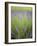 Lavender Plants, Washington, USA-Brent Bergherm-Framed Photographic Print