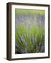 Lavender Plants, Washington, USA-Brent Bergherm-Framed Photographic Print