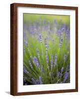 Lavender Plants, Washington, USA-Brent Bergherm-Framed Photographic Print