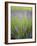 Lavender Plants, Washington, USA-Brent Bergherm-Framed Photographic Print