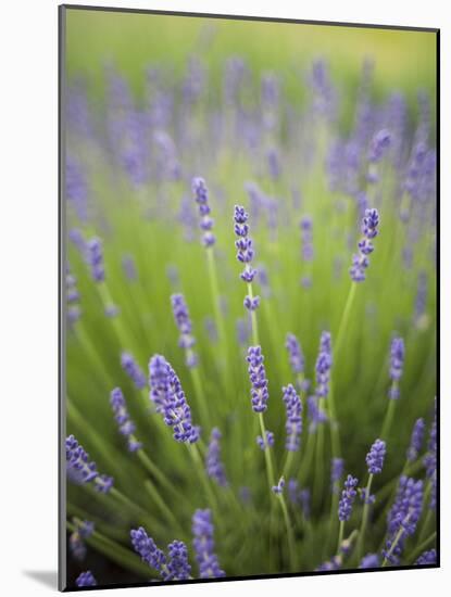 Lavender Plants, Washington, USA-Brent Bergherm-Mounted Photographic Print