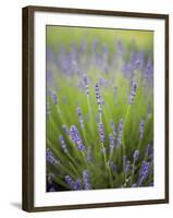 Lavender Plants, Washington, USA-Brent Bergherm-Framed Photographic Print