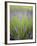 Lavender Plants, Washington, USA-Brent Bergherm-Framed Photographic Print