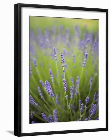 Lavender Plants, Washington, USA-Brent Bergherm-Framed Photographic Print