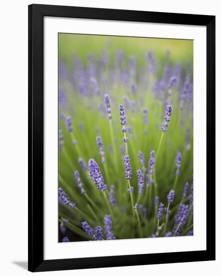 Lavender Plants, Washington, USA-Brent Bergherm-Framed Photographic Print