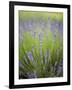 Lavender Plants, Washington, USA-Brent Bergherm-Framed Photographic Print