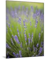 Lavender Plants, Washington, USA-Brent Bergherm-Mounted Photographic Print