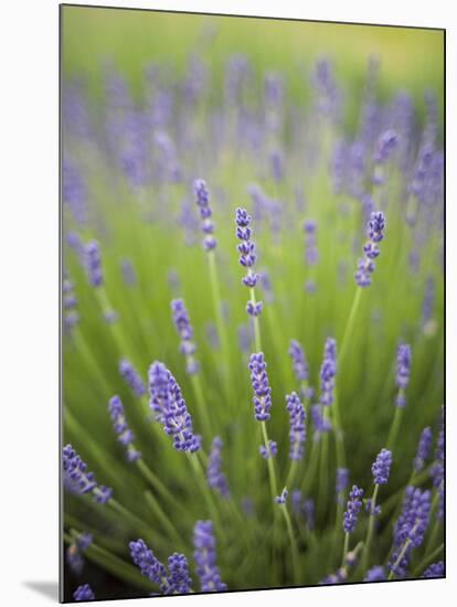 Lavender Plants, Washington, USA-Brent Bergherm-Mounted Photographic Print