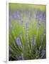 Lavender Plants, Washington, USA-Brent Bergherm-Framed Photographic Print