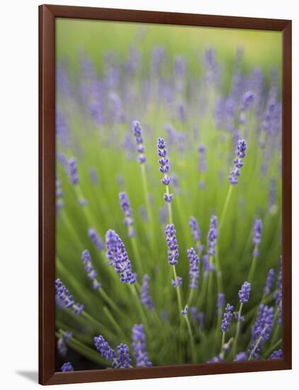 Lavender Plants, Washington, USA-Brent Bergherm-Framed Photographic Print