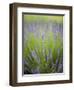 Lavender Plants, Washington, USA-Brent Bergherm-Framed Photographic Print