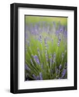 Lavender Plants, Washington, USA-Brent Bergherm-Framed Photographic Print