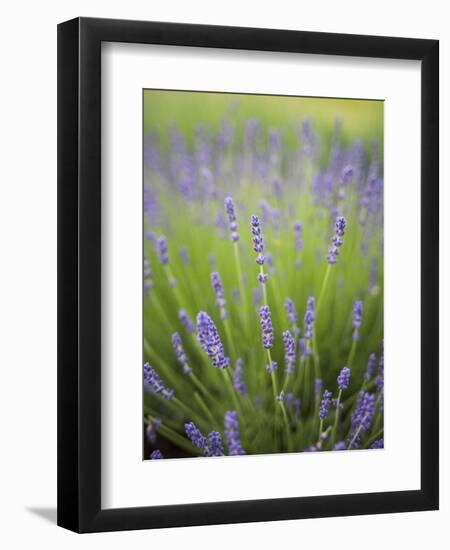 Lavender Plants, Washington, USA-Brent Bergherm-Framed Photographic Print