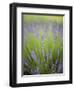 Lavender Plants, Washington, USA-Brent Bergherm-Framed Photographic Print