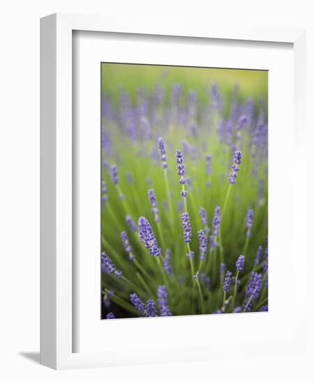 Lavender Plants, Washington, USA-Brent Bergherm-Framed Photographic Print