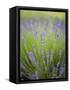 Lavender Plants, Washington, USA-Brent Bergherm-Framed Stretched Canvas